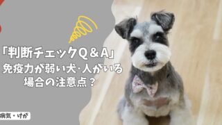 免疫力が弱い犬・人がいる場合の注意点｜感染症リスクと暮らし方の工夫【判断チェックQ＆A】
