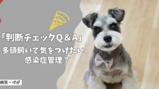 多頭飼いで気をつけたい感染症管理｜広がるリスクと正しい対策【判断チェックQ＆A】