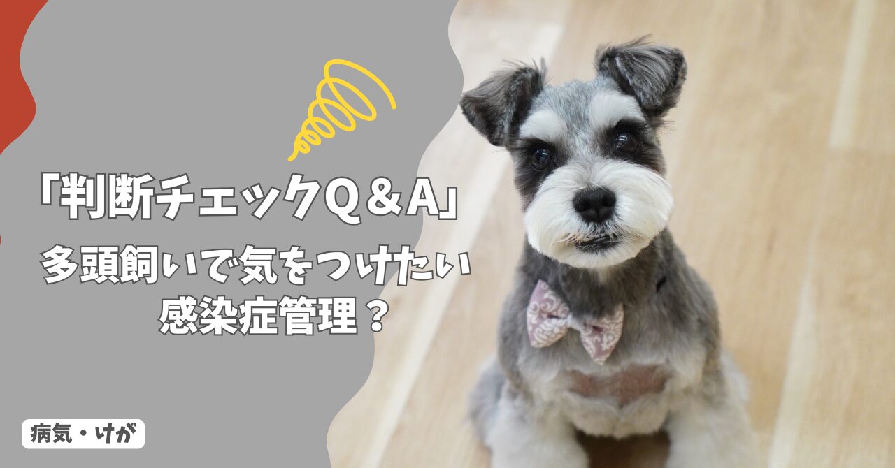 多頭飼いで気をつけたい感染症管理｜広がるリスクと正しい対策【判断チェックQ＆A】