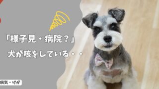 犬が咳をしている…様子見で大丈夫？病院に行くべき？