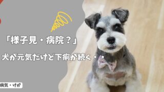 犬が元気だけど下痢が続く…何日まで様子見していい？受診の目安をやさしく解説！