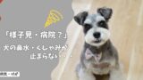 犬の鼻水・くしゃみが止まらない…様子見OK？受診の目安は？