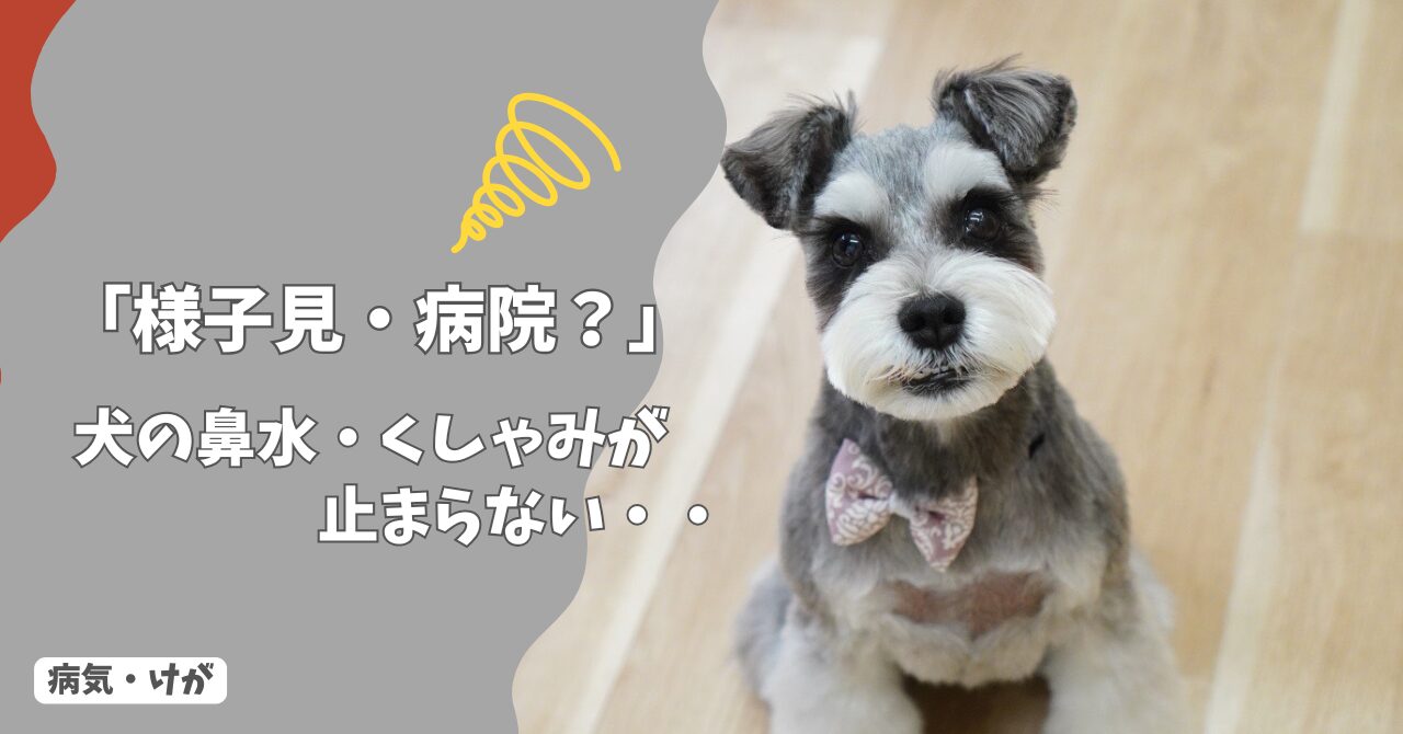 犬の鼻水・くしゃみが止まらない…様子見OK？受診の目安は？