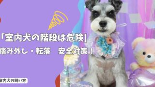 室内犬の階段は危険？踏み外し・転落を防ぐ安全対策と老犬への配慮！