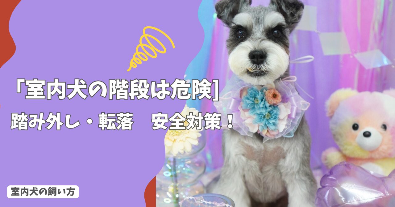 室内犬の階段は危険？踏み外し・転落を防ぐ安全対策と老犬への配慮！