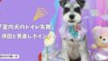 室内犬のトイレ失敗が増えた…なぜ？原因と見直しポイントをやさしく解説！