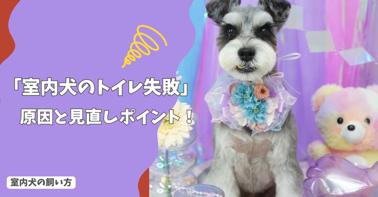 室内犬のトイレ失敗が増えた…なぜ？原因と見直しポイントをやさしく解説！