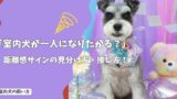 室内犬が一人になりたがるのはなぜ？距離感サインの見分け方と正しい接し方！