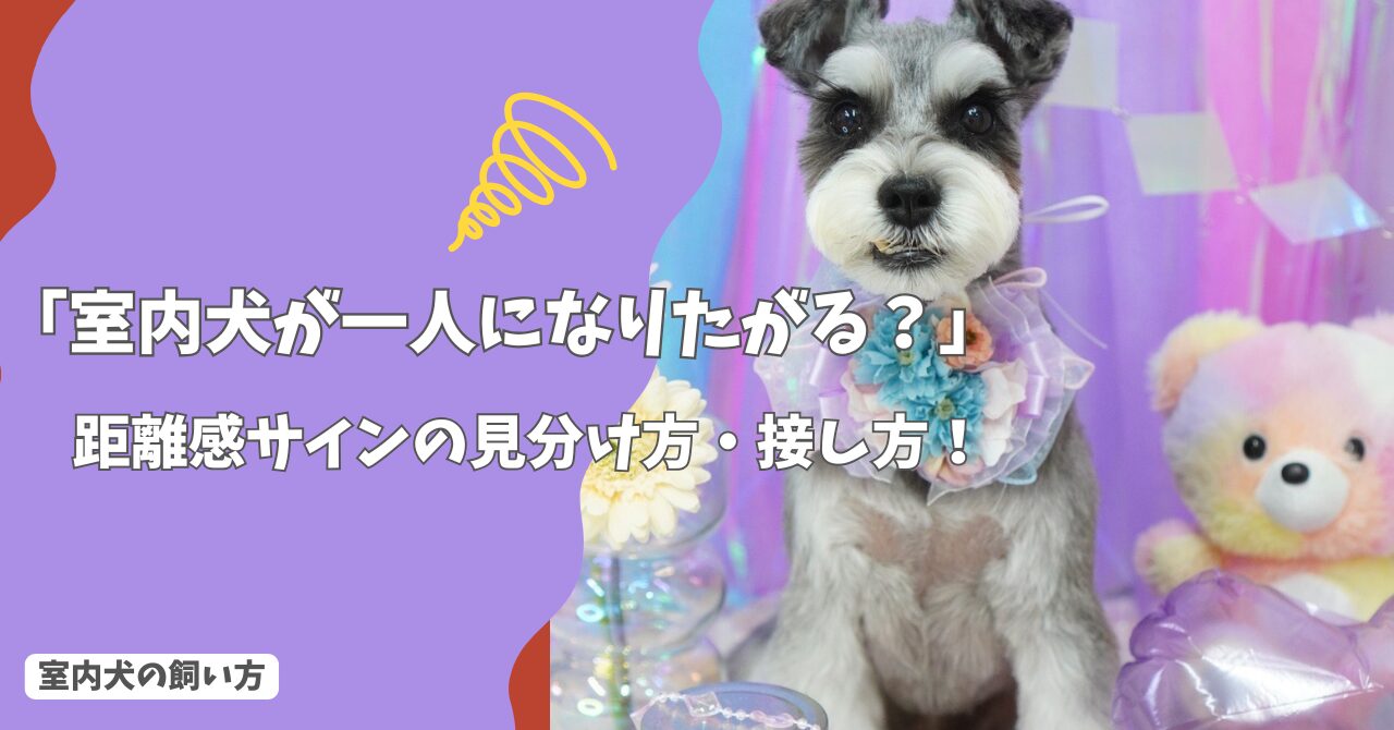 室内犬が一人になりたがるのはなぜ？距離感サインの見分け方と正しい接し方！