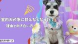 室内犬が急に甘えなくなったのはなぜ？考えられる理由と正しい向き合い方！