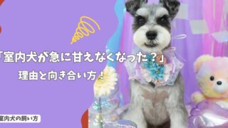 室内犬が急に甘えなくなったのはなぜ？考えられる理由と正しい向き合い方！