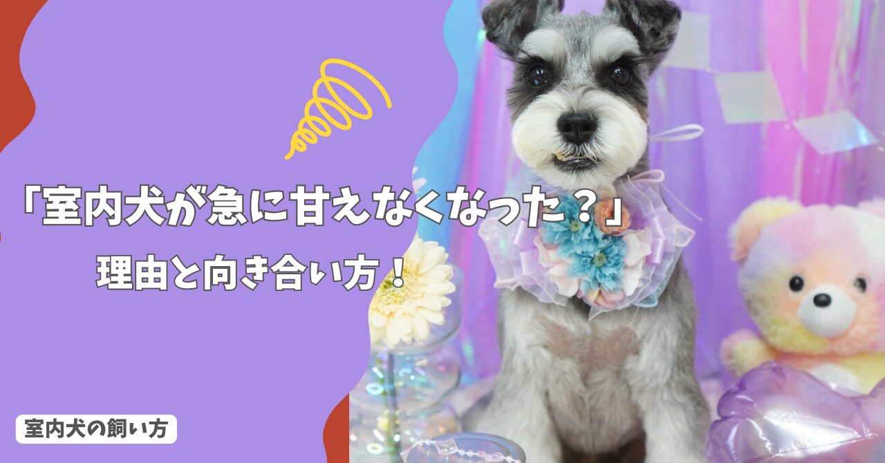 室内犬が急に甘えなくなったのはなぜ？考えられる理由と正しい向き合い方！