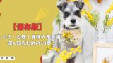 【保存版】豆知識まとめ｜しぐさ・心理・身体の不思議まで、愛犬をもっと深く知るための10章！