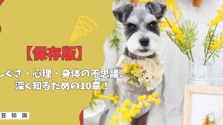 【保存版】豆知識まとめ｜しぐさ・心理・身体の不思議まで、愛犬をもっと深く知るための10章！