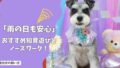 「雨の日も安心！」室内犬のストレスを解消する、おすすめの知育遊びとノーズワークの始め方！