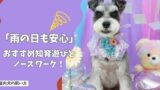 「雨の日も安心！」室内犬のストレスを解消する、おすすめの知育遊びとノーズワークの始め方！