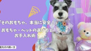 「そのおもちゃ、本当に安全？」室内犬向けおもちゃ・ベッドの選び方と、菌を増やさないお手入れ術！