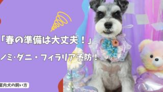 「春の準備は大丈夫？」換毛期のブラッシング術と、ノミ・ダニ・フィラリア予防の落とし穴！