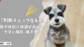 夜や休日に犬の体調がおかしい…今すぐ病院?朝まで様子見?【判断チェックQ&A】 夜や休日に犬の体調がおかしい…今すぐ病院?朝まで様子見?【判断チェックQ&A】