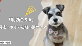 見逃しやすい犬の初期不調サイン｜様子見NG・受診目安【判断Q&A】