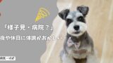 夜や休日に犬の体調がおかしい…今すぐ病院？朝まで様子見？