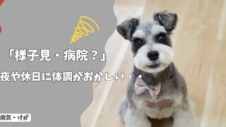 夜や休日に犬の体調がおかしい…今すぐ病院？朝まで様子見？