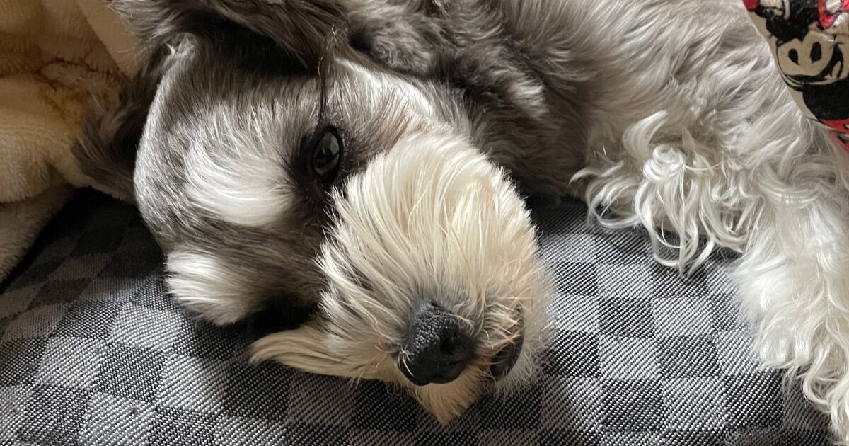 【完全保存版】ミニチュア・シュナウザーの謎:「人間の脳を持つ犬」と呼ばれる知能と、おじいちゃん顔の秘密! ソルト&ペッパーの愛犬