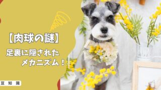 【肉球の謎】なぜポップコーンの匂いがするの？愛犬の足裏に隠された驚きのメカニズム！