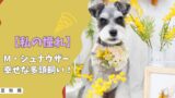 【私の憧れ】ミニチュア・シュナウザーと幸せな多頭飼い！嫉妬心を「絆」に変える5つのステップ！