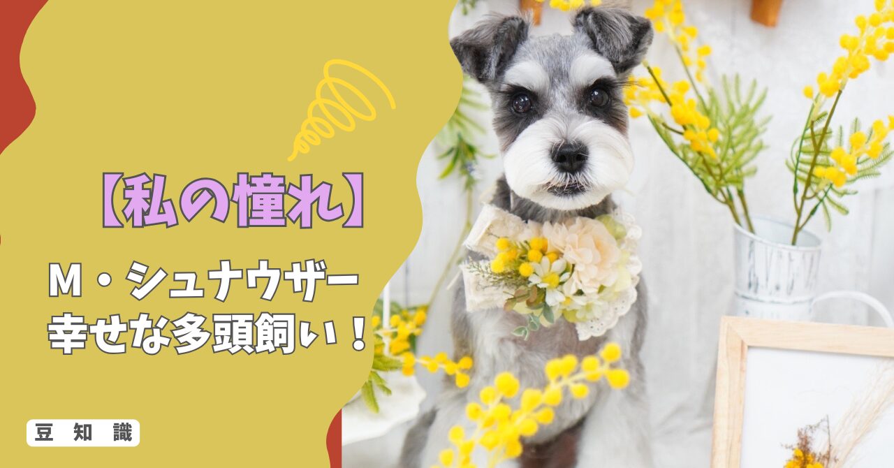 【私の憧れ】ミニチュア・シュナウザーと幸せな多頭飼い！嫉妬心を「絆」に変える5つのステップ！