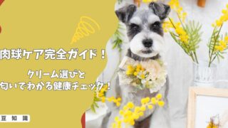 室内犬の肉球ケア完全ガイド｜失敗しないクリーム選びと匂いでわかる健康チェック！