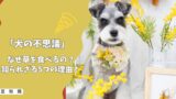 【犬の不思議】なぜ草を食べるの？サラダ感覚？それとも体調不良？知られざる5つの理由！