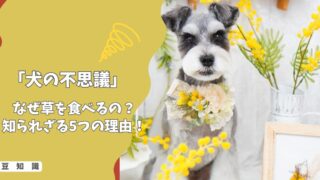 【犬の不思議】なぜ草を食べるの？サラダ感覚？それとも体調不良？知られざる5つの理由！