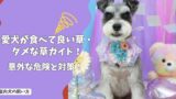 愛犬が食べていい草・ダメな草ガイド｜散歩道の「サラダ」に潜む意外な危険と対策！