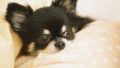 犬の手術・入院費はいくら？病気別の目安と、いざという時に備える3つの方法