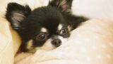 犬の治療費・手術費はいくら？病気別の相場と、いざという時に備える3つの方法