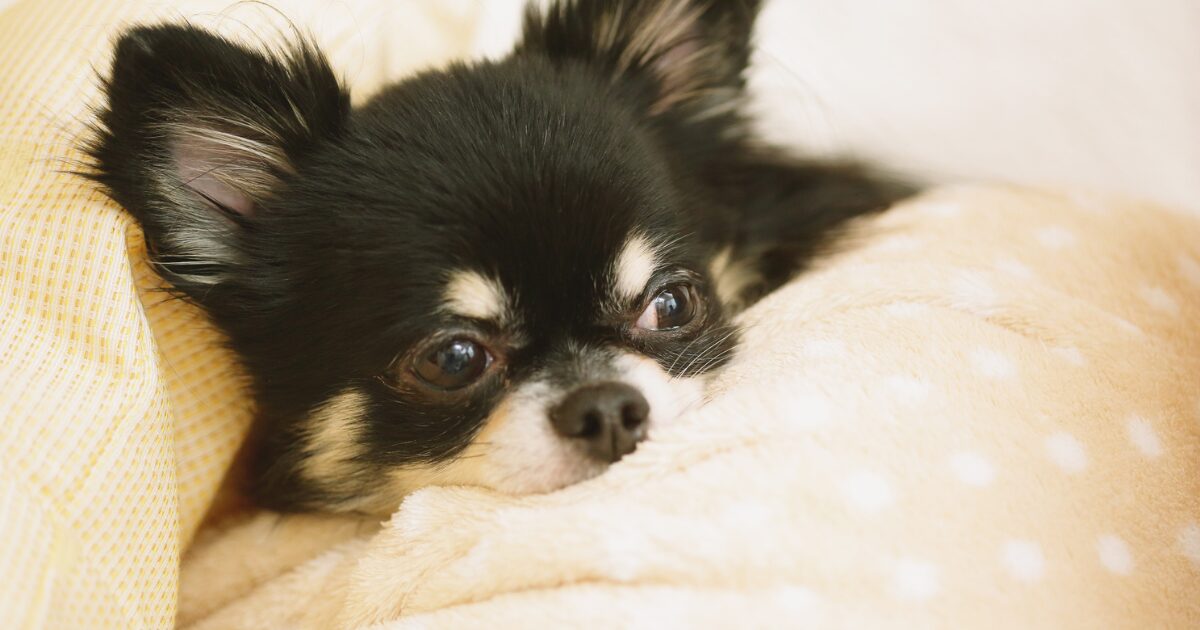 寒がりのチワワ