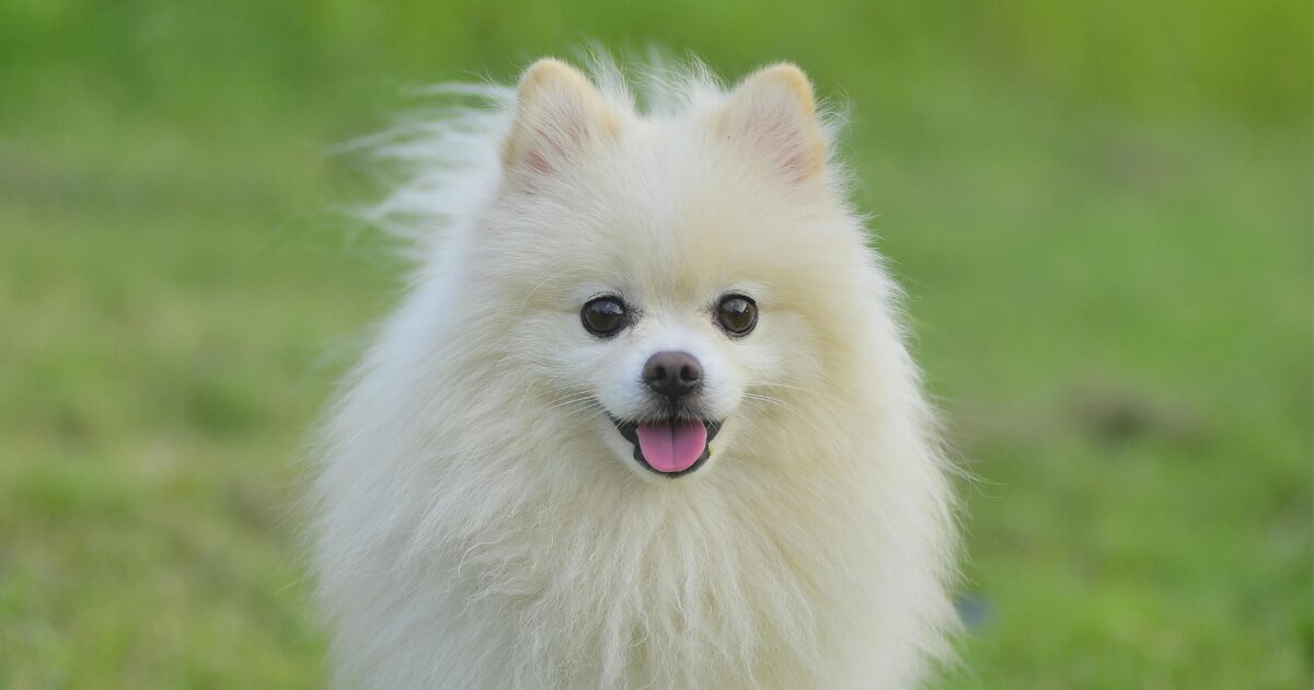【完全保存版】ポメラニアンの謎:先祖は大型そり犬!? ふわふわの毛に隠された「勇敢な魂」! 笑顔のポメラニアン