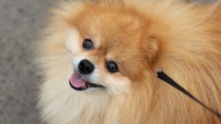 【犬の車酔い対策】吐く・よだれの原因と、今日からできる予防法｜安全なドライブガイド