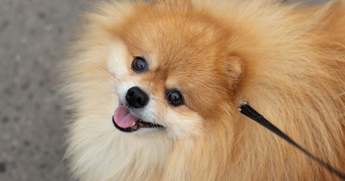 【完全保存版】ポメラニアンの謎:先祖は大型そり犬!? ふわふわの毛に隠された「勇敢な魂」! ポメスマイル