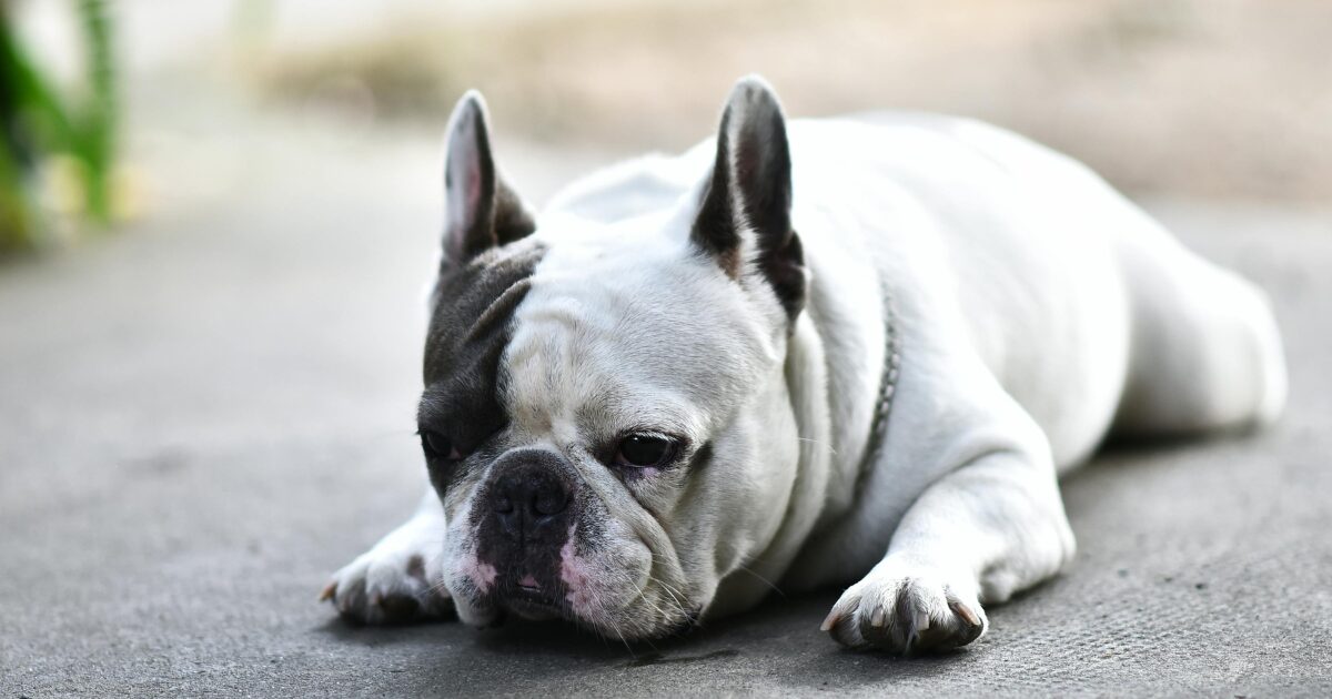 ブルドッグの立ち耳