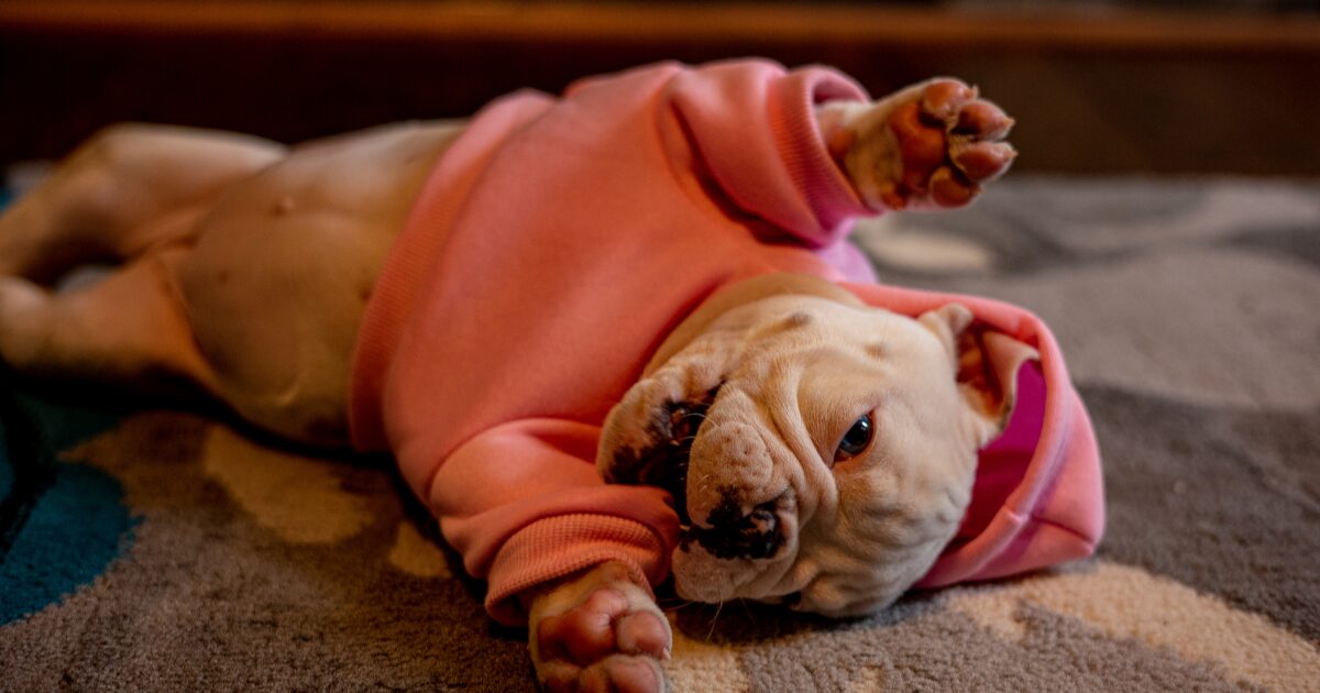 笑顔にする天才、フレブル