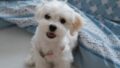 犬がごはんを食べない・食いつきが悪い｜考えられる原因と対策＋食いつき重視フードの選び方