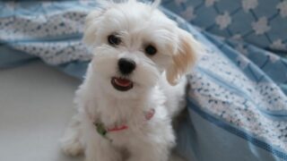 犬がごはんを食べない・食いつきが悪い｜考えられる原因と対策＋食いつき重視フードの選び方