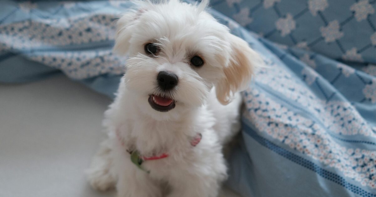 【完全保存版】マルチーズの謎:紀元前から続く「世界最古の愛玩犬」その高貴な美しさと真実! シルクの様に美しい毛のマルチーズ