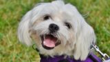 犬のしつけ 悩み別ガイド｜無駄吠え・トイレ・噛み癖・引っ張りの直し方とうまくいかない時の選択肢