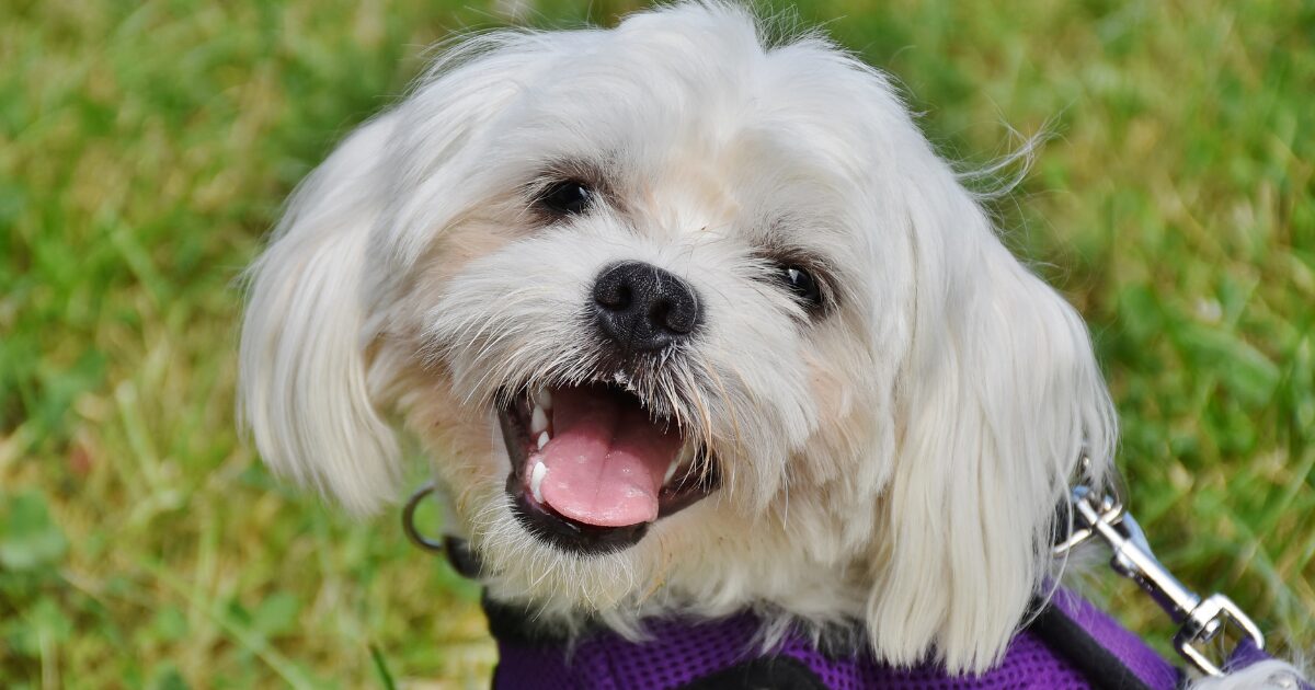 【完全保存版】マルチーズの謎:紀元前から続く「世界最古の愛玩犬」その高貴な美しさと真実! 笑顔のマルチーズ