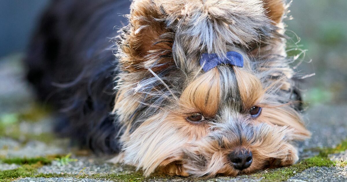 【完全保存版】ヨークシャー・テリアの謎:なぜ「動く宝石」なの?華麗なる姿に隠された「ハンター」の素顔! 美しい毛色のヨーキ