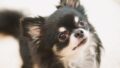 ミシュワン小型犬用ドッグフードを徹底レビュー｜成分・価格・口コミの正直な評価