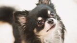 ミシュワン小型犬用ドッグフードを徹底レビュー｜成分・価格・口コミの正直な評価
